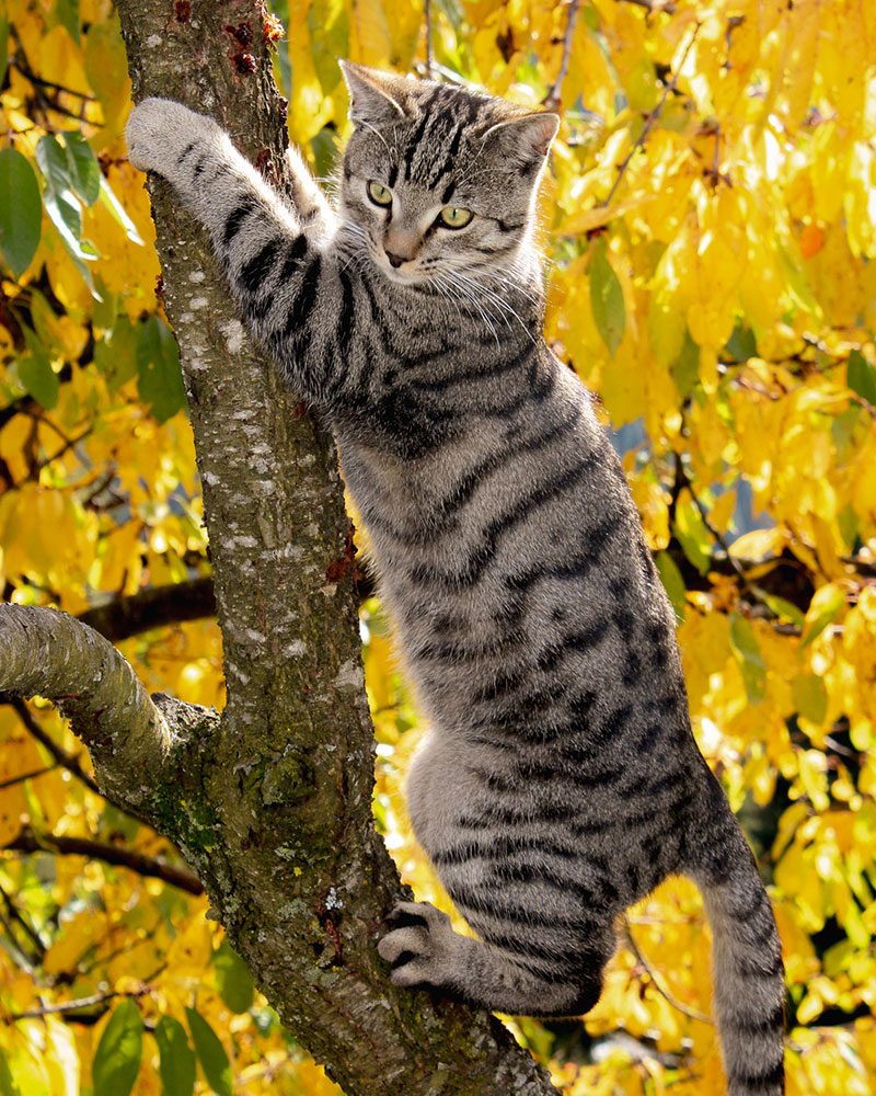 Katze auf Baum